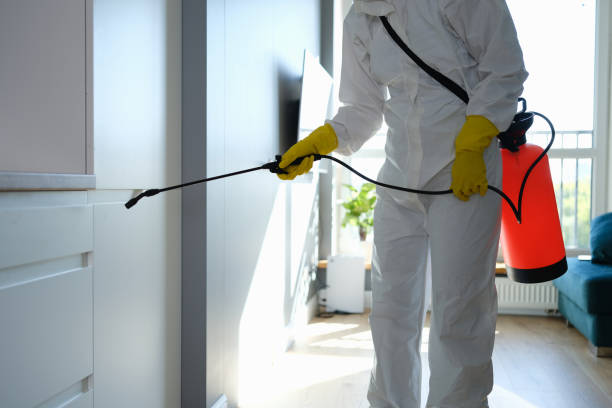 Professional Mold Removal in Rhome, TX